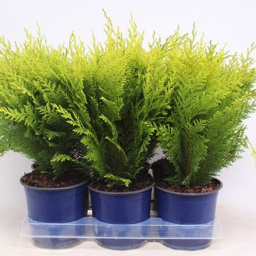 Chamaecyparis lawsoniana 'Stardust'