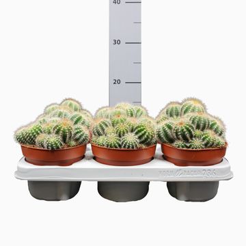 Notocactus magnificus