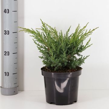 Juniperus chinensis 'Blaauw'