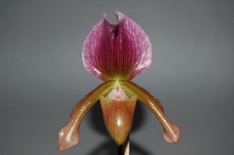 Paphiopedilum charlesworthii x Paphiopedilum Maudiae