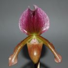 Paphiopedilum charlesworthii x Paphiopedilum Maudiae