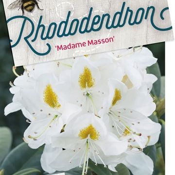 Rhododendron 'Мадам Массон'