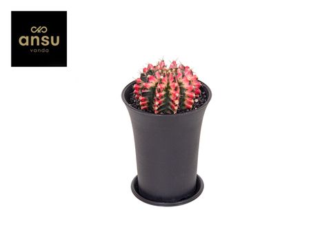 Gymnocalycium MULTICOLOR