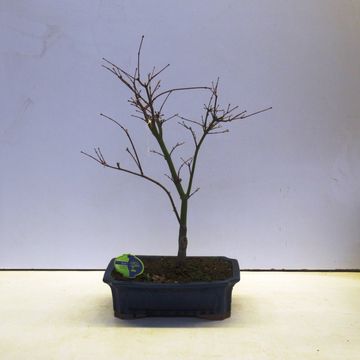 Acer palmatum 'Atropurpureum'