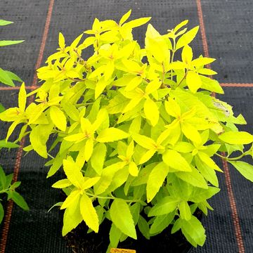 Aloysia citriodora 'Golden Wind'