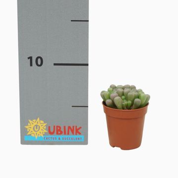 Frithia pulchra