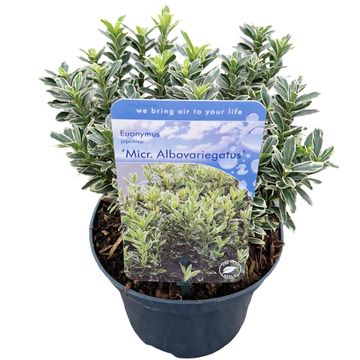 Euonymus japonicus 'Microphyllus Albovariegatus'