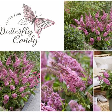 Buddleja davidii BUTTERFLY CANDY LITTLE PINK