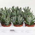 Cotyledon 'Octopus'