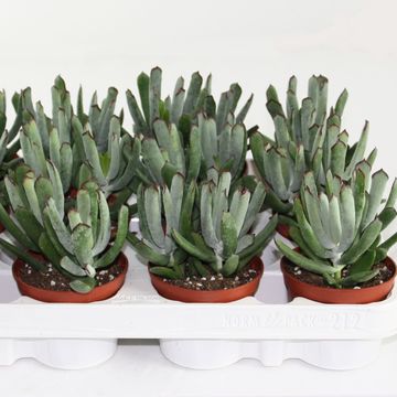 Cotyledon 'Octopus'