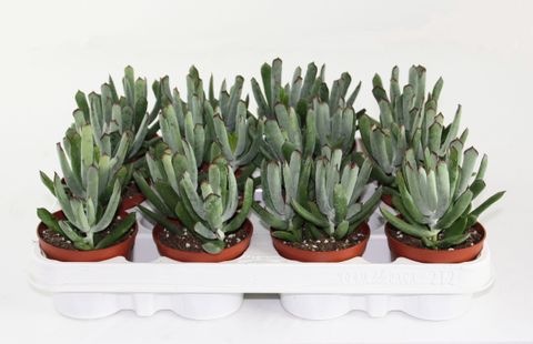 Cotyledon 'Octopus'