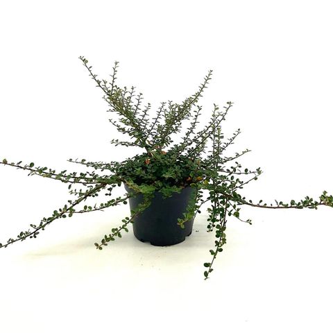 Cotoneaster microphyllus