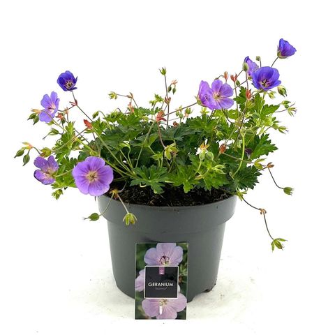 Geranium x riversleaianum 'Rozanne'