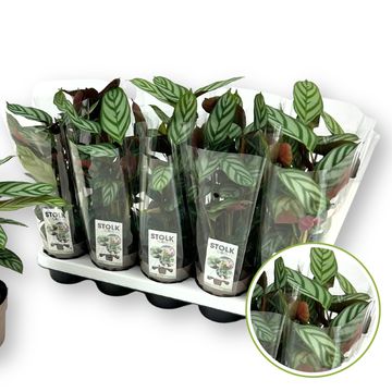 Ctenanthe setosa 'Exotica'