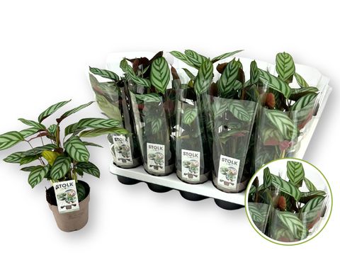 Ctenanthe setosa 'Exotica'