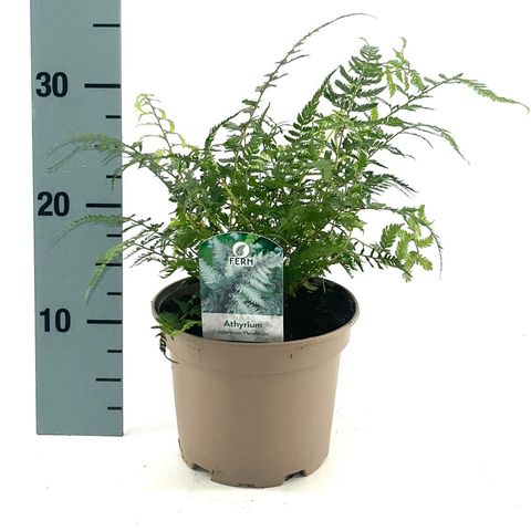 Athyrium filix-femina