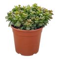 Crassula portulacea