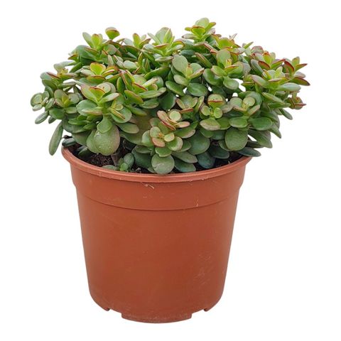 Crassula portulacea