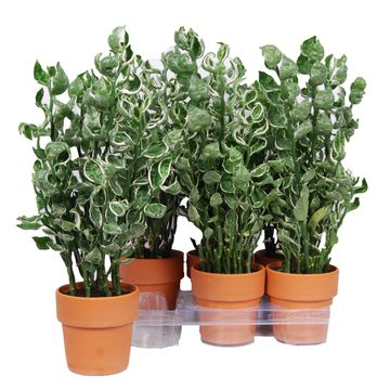 Pedilanthus tithymaloides 'Mystery Planet'