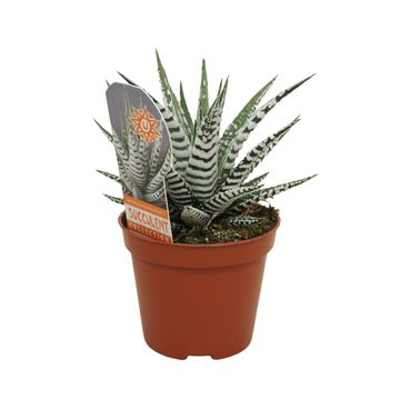 Haworthia fasciata 'Alba'