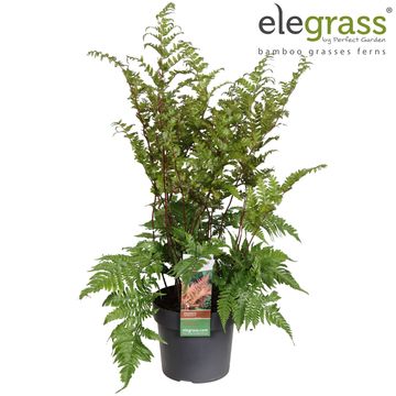 Dryopteris erythrosora koidzumiana