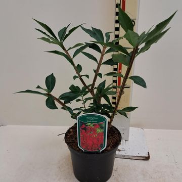 Euonymus alatus 'Blade Runner'