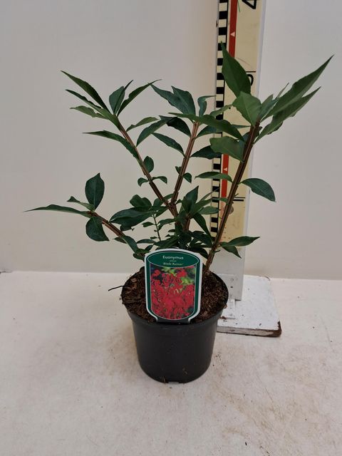 Euonymus alatus 'Blade Runner'