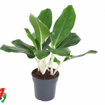 Aglaonema 'Cintho King'