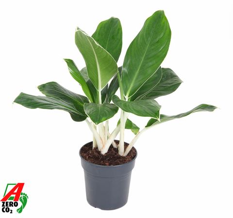 Aglaonema 'Cintho King'