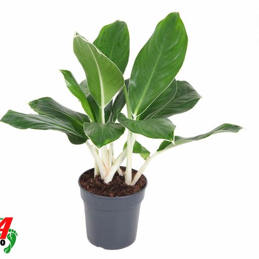 Aglaonema 'Cintho King'