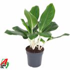 Aglaonema 'Cintho King'