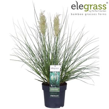 Cortaderia selloana TINY PAMPA