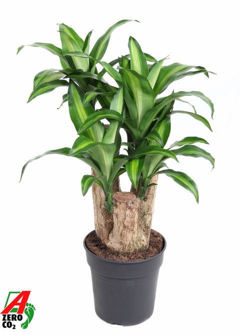 Dracaena fragrans 'Massangeana'