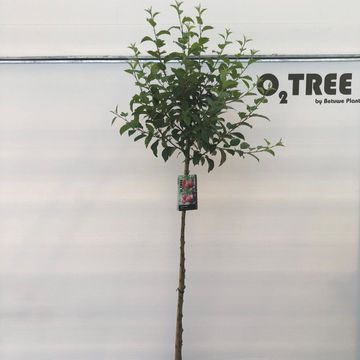 Malus 'Red Sentinel'