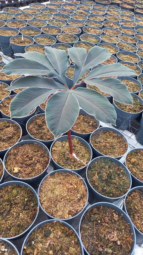 Amorphophallus atroviridis