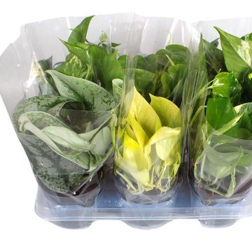 Epipremnum pinnatum MIX