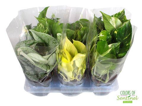 Epipremnum pinnatum MIX