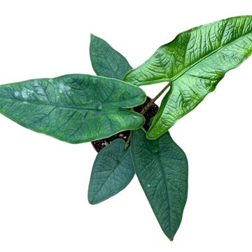 Alocasia sulawesi 'Green Carpet'