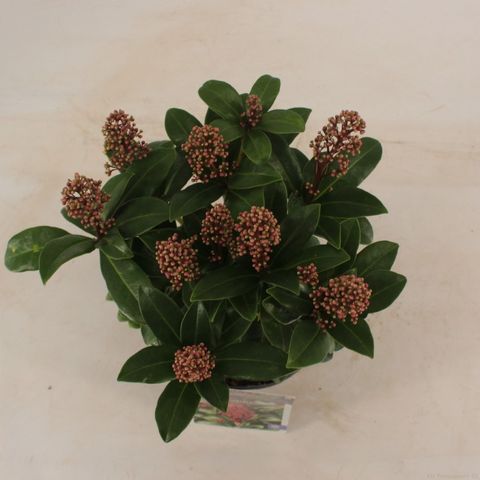 Skimmia japonica 'Celebrations'