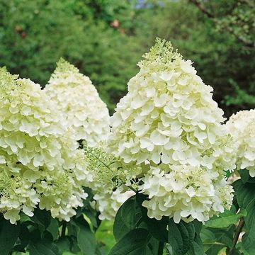 Hydrangea paniculata 'Silver Dollar'