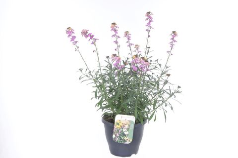 Erysimum LEYA PURPLE GLOW