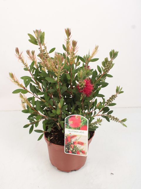 Callistemon laevis