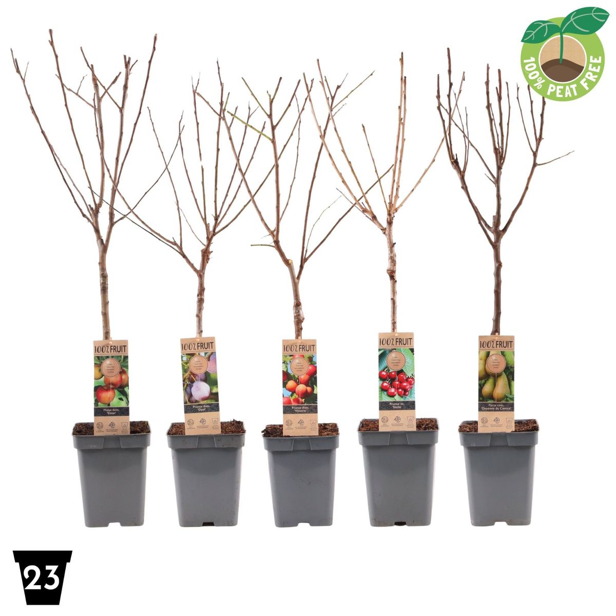 Fruit trees MIX — Vendita all'ingrosso piante FlorAccess