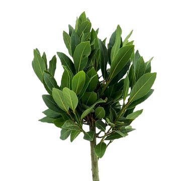 Laurus nobilis
