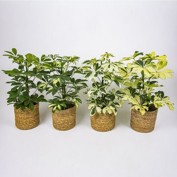 Schefflera MIX