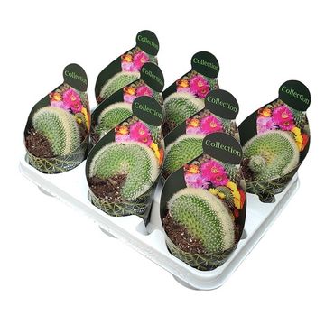 Mammillaria spinosissima pilcayensis cristata