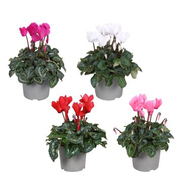 Cyclamen persicum midi Super Serie Allure