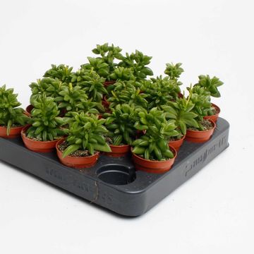 Peperomia ferreyrae 'Green Sparks'