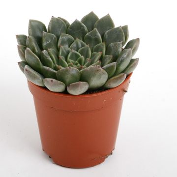 Echeveria secunda