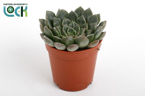 Echeveria secunda